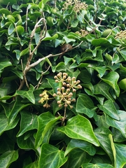 Hedera rhombea