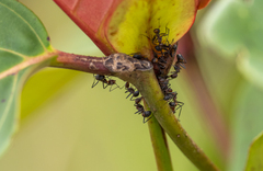 Camponotus nicobarensis
