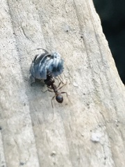 Pheidole