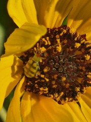 Diabrotica balteata