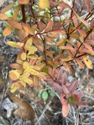 St. Andrew's cross (Hypericum hypericoides)
