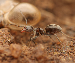 Liometopum apiculatum