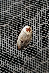 Gyna caffrorum