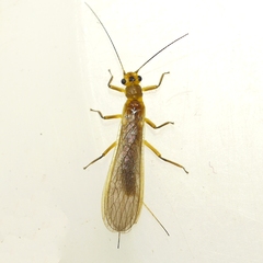 Perlesta