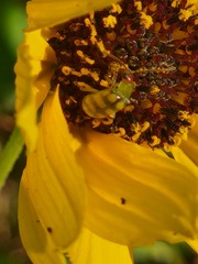 Diabrotica balteata