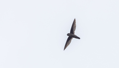Aerodramus mearnsi