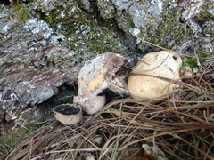 Pseudoboletus parasiticus