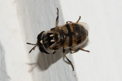 Copestylum marginatum