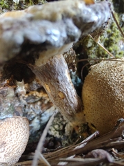 Pseudoboletus parasiticus