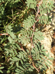Mimosa aculeaticarpa biuncifera