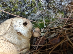 Pseudoboletus parasiticus