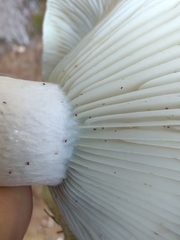 Russula brevipes acrior
