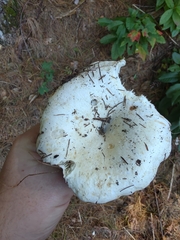 Russula brevipes acrior