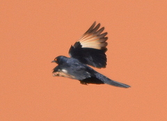 Onychognathus nabouroup