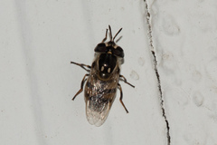 Copestylum marginatum