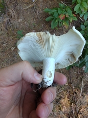 Russula brevipes acrior