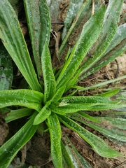 Plantago maritima