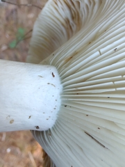 Russula brevipes acrior