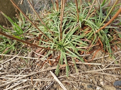 Plantago maritima