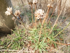 Plantago maritima