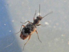 Lachnophorus elegantulus