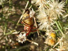 Apiomerus flaviventris