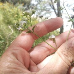 Eupatorieae