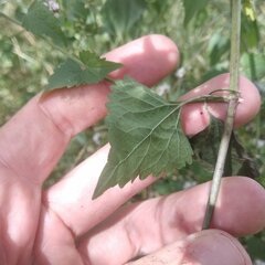 Eupatorieae