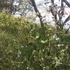 Eupatorieae