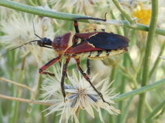 Apiomerus flaviventris