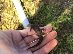 Christinus marmoratus