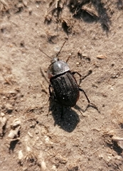 Silphinae