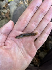 Etheostoma flabellare