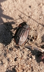 Silphinae