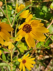 Diabrotica balteata