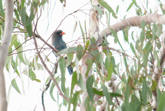 Eurystomus orientalis