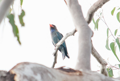 Eurystomus orientalis