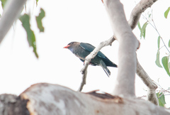 Eurystomus orientalis