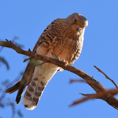 Falco rupicoloides