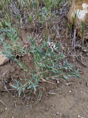 Eucephalus engelmannii