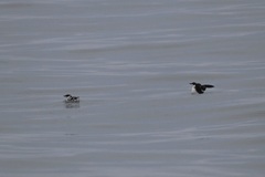 Brachyramphus marmoratus