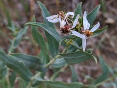 Eucephalus engelmannii