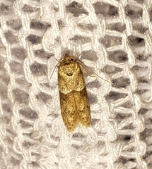 Pigritia