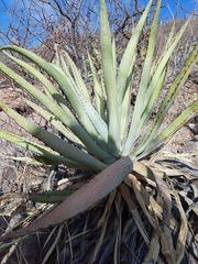 Agave aurea