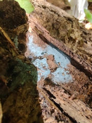 Byssocorticium atrovirens