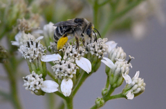 Melissodes druriellus