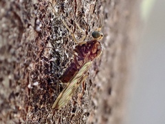 Sylvicola
