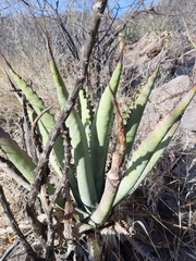 Agave aurea