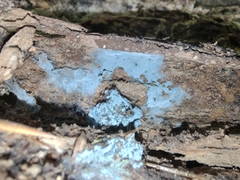 Byssocorticium atrovirens