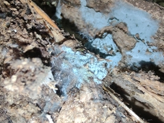 Byssocorticium atrovirens